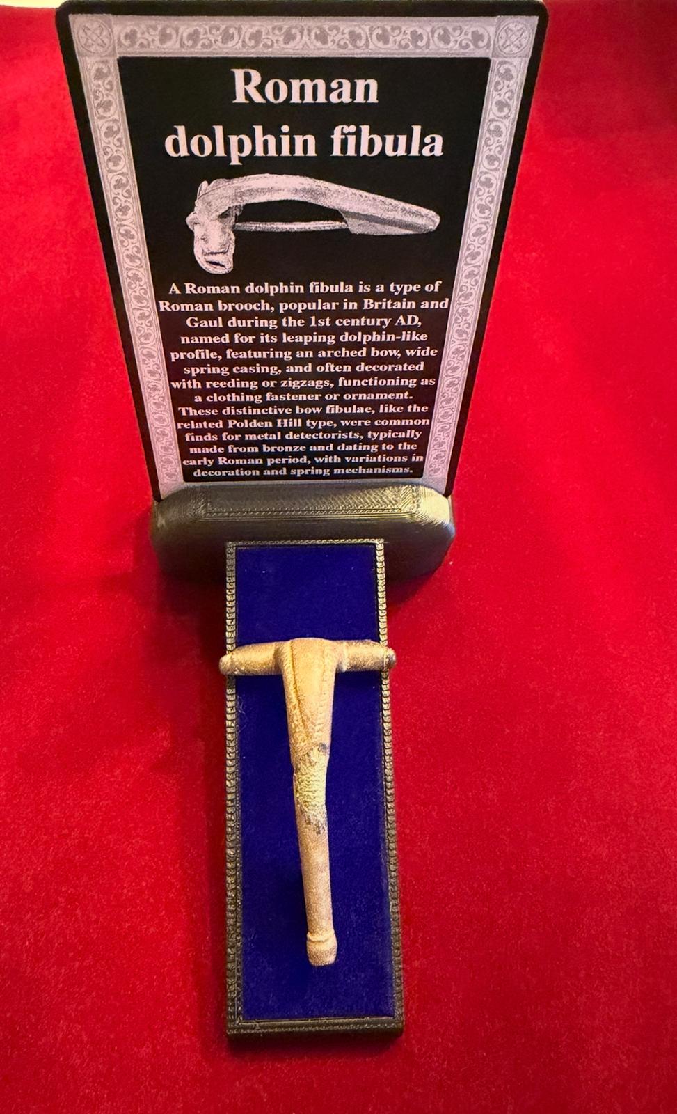Dolphin fibula display - ID card included